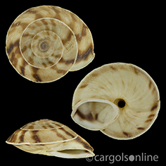 IMG_detallada/Helicigona lapicida andorrica.jpg